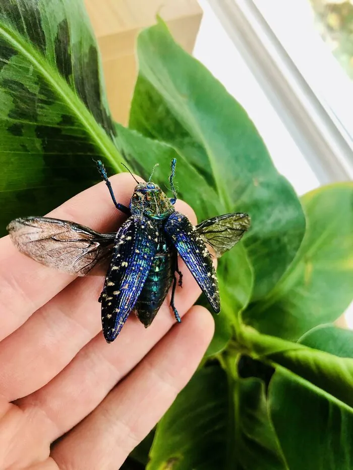 Самые красивые насекомые в мире