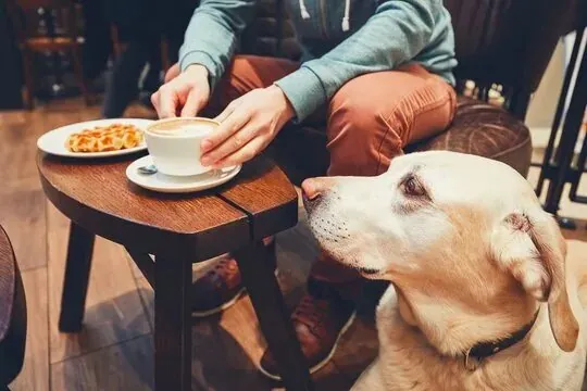 Кофе с собачкой