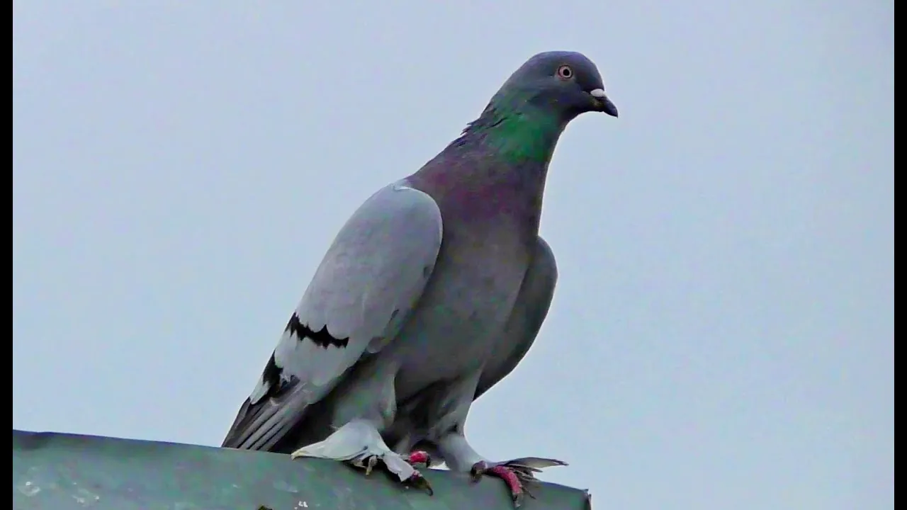 Умные птицы