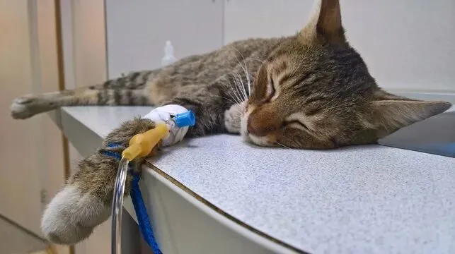 Заболела кошка