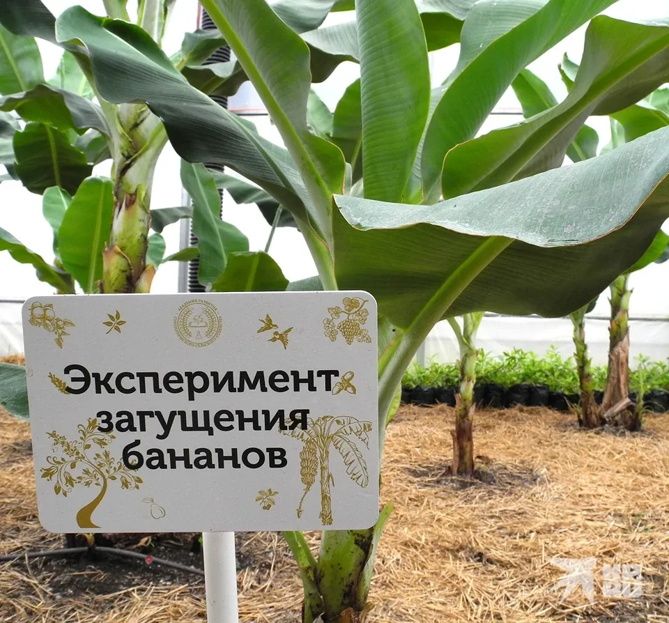 Первый урожай