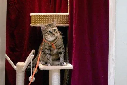 Кот спасет тигров