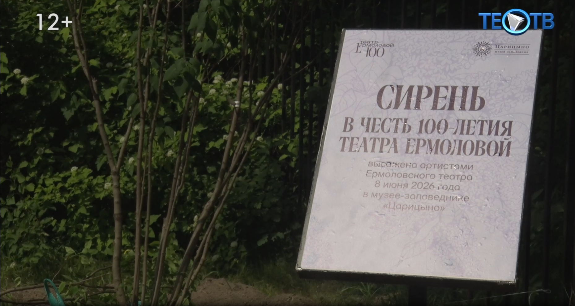 Сирень – символ нового столетия театра им. Ермоловой
